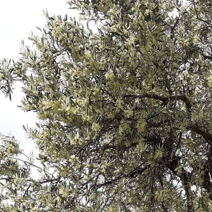 Apartmani Maslina Žuljana Εξωτερικό φωτογραφία